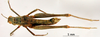 CollectionObject 1530712; 6b79df31-63f4-402d-8c2a-8eec2474c032: female, dorsal view (syntype). (CollectionObject).