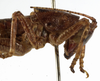 CollectionObject 1529604; 8e7a18f8-de4b-430b-9ae8-31db43098ddd: male pronotum, lateral view (syntype of Anthracites kilimandjaricus). (CollectionObject).