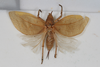 CollectionObject 1505714; 8c5e27ea-7eed-4a0c-867d-c977c139950a: female, dorsal view (holotype). (CollectionObject).