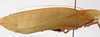 CollectionObject 1534698; 58741ca7-5560-4d6e-86e4-63bc64c44b87: female, lateral view (syntype). (CollectionObject).