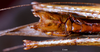 CollectionObject 1516183; c0584c50-73e7-419c-a6bf-25e7e6aed833: male subgenital plate (holotype). (CollectionObject).