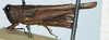 female, lateral view (syntype). Depicts CollectionObject 1580801; 426a6359-b73f-422c-8c6c-72e2f40eb13c, DORSA D036XF01, a CollectionObject.