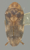 Habitus, dorsal view on Gaeta gracilis (Metcalf & Bruner, 1944): (Observation).