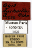 Cyrtotria gracilis (Burmeister, 1838): CC BY-NC-ND 4.0/MNHN - Depraetere Marion - 2014. Type, male, of duchaillui Rehn, 1937. Specimen number: MNHN-EP-EP1021. http://coldb.mnhn.fr/catalognumber/mnhn/ep/ep1021. (Otu).