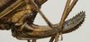 CollectionObject 1535007; 4d2f7c32-a23a-4563-b465-5bf9b9c305e9: female ovipositor (syntype of Barbitistes sanzii). (CollectionObject).