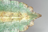 CollectionObject 1561217; NHMUK(SF IMPORT DUPLICATE) 845233, 07cb12e2-b997-46c4-bc57-4dda082cfe91: copyright Natural History Museum, London. female: end of abdomen, ventral view (holotype). (CollectionObject).