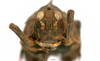 CollectionObject 1567872; 44ae025e-fecc-499b-a4d6-d2d6aaf79477: female, frontal view (paralectotype). (CollectionObject).