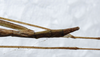 CollectionObject 1576310; 337f3538-6dff-4ea9-9955-be42d7bfc765: copyright SPM, Kinabalu. female: end of abdomen, dorsal view (holotype). (CollectionObject).