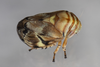 Live specimen on Clastoptera arborina Ball, 1927: (Observation).