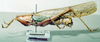 CollectionObject 1506870; MCSN 3224693, f4f5808b-6821-4cf1-875c-3850e4b3178b: male, lateral view (lectotype of Macroxiphus pictipes). (CollectionObject).
