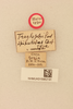 CollectionObject 1516709; b72ecd6d-263b-4082-b67c-7240ce7683d3, NHMUK015982191: labels (holotype). (CollectionObject).