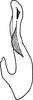 Aedeagus, lateral view on Falcitettix (Falcitettix) guttiger (Kusnezov, 1929): Aedeagus, lateral view (F. minor). (Observation).
