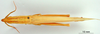 CollectionObject 1565355; 699a0e88-4436-4f37-ae4b-bc7870b2fc0b: female, dorsal view. (CollectionObject).