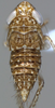Nymph on Discolopeus viraktamathi Stiller, 2019: nymph. (Observation).