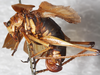 female, lateral view. Depicts CollectionObject 1552395; NMW 5340, 82be024e-0434-4008-b120-82003d7eab7c, a CollectionObject.