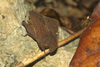Hymenotes triangularis Westwood, 1837: sex unclear (Siargao Island, 17 October 2018). (Otu).