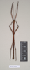 CollectionObject 1559519; f59865d1-9e15-42a5-afec-c985e4c543a2: copyright Natural History Museum, London. male (paratype). (CollectionObject).;CollectionObject 1559520; 0d2dd073-5988-4e12-afbc-fefb1724a3e5: copyright Natural History Museum, London. male (paratype). (CollectionObject).