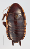 Lamproblatta flavomaculata Princis, 1946: (Otu).