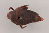 CollectionObject 1496483; 384a42f6-68d2-4fda-bc4c-48de7e240ce1, NHMUK015982316: female, dorsal view (paralectoype). (CollectionObject).