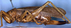Sphaeropyga striolata (Redtenbacher, 1892): female (syntype). (Otu).