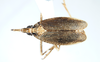 Habitus, dorsal view: (Observation).