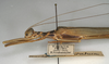 CollectionObject 1562250; NMW 994, 2949a941-3830-4b6c-8d72-d393f8210b6e: copyright NMW, Vienna. female: head and thorax, lateral view (holotype). (CollectionObject).