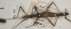 CollectionObject 1559808; 8ce20cec-1e71-4d3a-950d-252cb855b0d4: copyright OUMNH. female of Phasma (Acanthoderus) semiarmata (holotype). (CollectionObject).