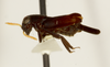 CollectionObject 1527134; 30f943e6-34e7-4be5-98d3-fdc81b679b7d: male, lateral view (holotype). (CollectionObject).