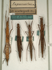 CollectionObject 1558680; NMW 596, 65792915-d466-4350-a647-db472f604ed0: copyright NMW, Vienna. female (syntypes). (CollectionObject).