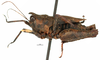 CollectionObject 2008709; fd56c1fc-a4e5-41a7-9d3f-5c52399dfa6c: (CollectionObject).