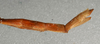 CollectionObject 1557938; NMW 420, ab50f9de-17fd-44e1-bf95-583dfddbcc16: copyright NMW, Vienna. female: end of abdomen, lateral view (holotype). (CollectionObject).