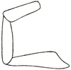 Hoplosphyrum occidentale (Scudder, 1869): Fig. 26. maxillary palpus. (Otu).