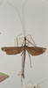 CollectionObject 1558794; bd574a61-7251-434a-ae6f-99f7a73a9ea7: copyright OUMNH. male (holotype). (CollectionObject).