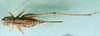 CollectionObject 1566689; 5223af02-42ff-4fd0-abf7-f481798d8823, DORSA BT000256S02: female, dorsal view (paratype). (CollectionObject).