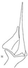 Aedeagus, ventral view: !! display not done !! on Ileopeltus cyclops (Linnavuori, 1959): Aedeagus, ventral view. (Observation).