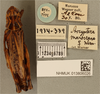 CollectionObject 1586776; 64282828-5a08-45b3-bf60-aa4e34a0e00b: female, dorsal view, labels (syntype). (CollectionObject).