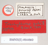CollectionObject 1562249; NHMUK(SF IMPORT DUPLICATE) 844860, 1eb21d78-a4a1-4c01-8d52-572bc5caa496: copyright Natural History Museum, London. female, data labels (holotype). (CollectionObject).