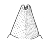 Ceuthophilus (Geotettix) vicinus Hubbell, 1936: Fig. 780. male subgenital plate. (Otu).
