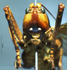 CollectionObject 1516498; 516ba594-c0f6-42c0-8d4e-86c0fb01d5b1: male, frontal view. (CollectionObject).