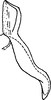 Aedeagus, lateral view: Aedeagus, lateral view. (Observation).