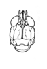 Socotrella monstrosa Popov, 1957: Fig. 21. face. (Otu).