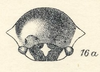Head on Darnis latior Fowler, 1894: (Observation).