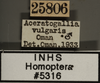 Other: !! display not done !! on Aceratagallia (Aceratagallia) vulgaris Oman, 1933: Labels. Labels for patterned specimen. (Observation).