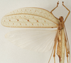 CollectionObject 1534586; 2892368b-cd27-40f1-9f89-7840d96ed5df: female, dorsal view (syntype). (CollectionObject).