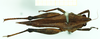 CollectionObject 1532564; 35dcb7ab-4208-4542-aefd-b9c86d185cab: female, dorsal view ("neotype"). (CollectionObject).