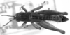 CollectionObject 1533435; e4f8e4d1-e9f3-4835-82fd-de4910e40be8: Image Carbonell, C.S. male, dorsal view (holotype). (CollectionObject).