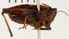 female, lateral view (holotype of Tetrix sjostedti). Depicts CollectionObject 1529962; NHRS NRM-ORTH 13402, f1bab174-f6ee-4745-b97f-ca87c598b1df, a CollectionObject.