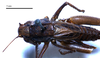 CollectionObject 1532102; 021bab97-6540-4ecf-bfdf-0493944579a1: female, dorsal view (syntype). (CollectionObject).