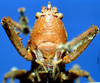 CollectionObject 1516740; 4f85737c-4de4-4150-8697-b5b3e6e022a6: female, frontal view (holotype). (CollectionObject).