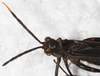 CollectionObject 1552410; NMW 7428, e5ac5f2f-9d86-49d8-a27b-69c1f0060cb4: female, dorsal view. (CollectionObject).